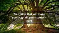 80+ tree jokes that will make you laugh till your stomach hurt