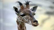 Niger's threatened giraffes find new home