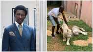 The 2 tigers in my house are to boost Ghana’s tourism – Freedom Jacob Caesar