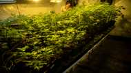 Spanish court opens probe into cannabis 'Ponzi scheme'