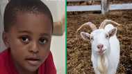 South African boy watches cartoons with his goat pet in a hilarious TikTok video