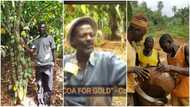 Cocoa farmer trends in video after justifying clearing his farm for galamsey