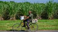 Fuel shortages a bitter pill for Cuba's sugar cane producers
