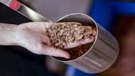 How chocolate could counter climate change