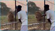 Ghanaian man attempts to interview lion, hurries off as the animal stares at him, video sparks reactions