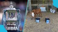 Man City s Crystal Palace: Mystic Cow unanimously predict FA Cup final winner