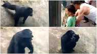 It's like a human - Many say as video of Chimpanzee doing press up goes viral