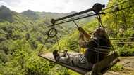 Deathtrap cable cars spook Turkey's intrepid tea farmers