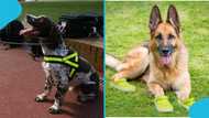 Reason why sniffer dogs wear crocs at the FIFA Club World Cup