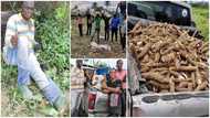 Government official takes his family to the farm to harvest cassava, photos go viral and cause huge stir