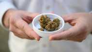 High times for German cannabis firm amid medical boom