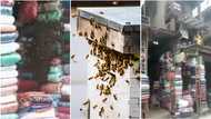 Pour anointing oil: People shout in confusion as stunning video shows plenty bees taking over a shop