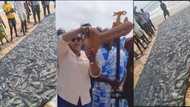 Fishermen get bumper harvest after Hawa Koomson locked & reopened the sea