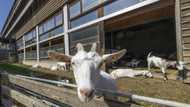 Austria designer farm stands out in struggling field