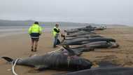 Australian rescuers race to save stranded pilot whales