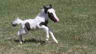 Is Einstein the horse still alive? Story of the smallest horse in the world
