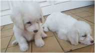 Ghanaian man posts 2 puppies going for GH₵80k because they are intelligent & smart