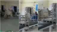 "It is performing ward round" - Video of cow walking majestically into hospital ward causes stir