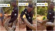 Brave Ghanaian policeman plays with giant python in new video, netizens express fear