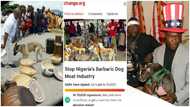 Dem no go gree: Reactions as petition to ban eating of dogs in Nigeria gets over 9000 signatures
