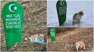 Cat that misses its owner stays on his grave since November 2021; photos go viral