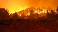 'Extreme' climate blamed for world's worst wine harvest in 62 years