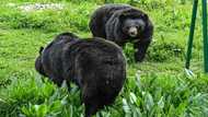 Men or bears? Women's safety debate pops on social media