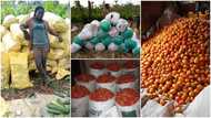 Female graduate turns to farming, shows off bountiful harvests of tomatoes, maize, cucumbers