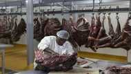 S.Africa to dish up more zebra to boost jobs and conservation