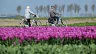 Dutch flower industry grasps thorny pesticide issue