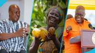 Government increases cocoa farm gate price to GH¢1,308 per bag, Mahama says farmers being ripped off