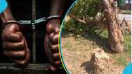 2 persons arrested over the cutting down of 300-year-old sacred Komfo Anokye cola tree