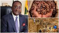 Cocoa sector: Illegal mining has affected only 2% of farmland – Agric Minister