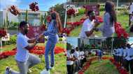 Ghanaian cook causes traffic online as he proposes to girlfriend inside roundabout