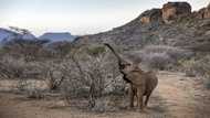 Kenya drought kills more than 200 elephants