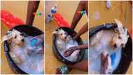 The dog is tired; social media reacts as dog maintains surprise calm as man bathes it hard in basin in video