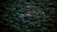Last member of Brazilian indigenous community found dead