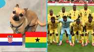 Ghana vs Croatia: Mysterious dog famous for sports predictions backs Black Stars, video trends