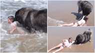 Lovely moment shows dog passionately 'rescuing' little girl out of sea from drowning