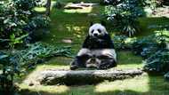 Longest-living male giant panda in captivity An An dies at 35