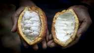 Illegal mining, smuggling threaten Ghana's cocoa industry