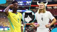 Psychic cat that predicted Ghana's World Cup exit backs Brazil to beat Norway