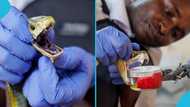 List of the highly venomous snakes in Ghana and how to identify them