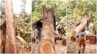 Hardworking Ghanaian Man Gets Netizens Teary As He Lifts Huge Log All By Himself