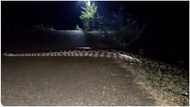 Massive python hits road to cross over during strange hours at night in viral video, peeps awed