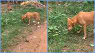 Ghanaian lady in disbelief after seeing dog chew leaves, viral video sparks debate