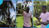 Freezy Macbones wows many, climbs coconut tree to harvest fresh fruit in video: "Muscle memory kicked in"