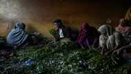 A gloomy season for Ethiopia's 'green gold' at the khat market
