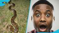 Brave farmer in Assin North becomes his town's hero after defeating 18-foot python, video pops up