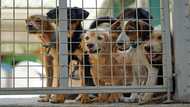 Dog's life in Cyprus as man's best friend dumped